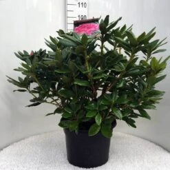 Rhododendron (Rhododendron 'Cosmopolitan') -Directplant Winkel r. cosmopolitan c20 1