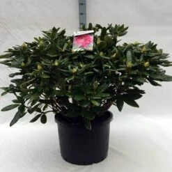 Rhododendron (Rhododendron 'Cosmopolitan') -Directplant Winkel r. cosmopolitan c40 1