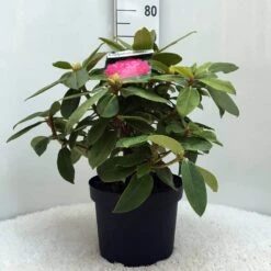 Rhododendron (Rhododendron 'Germania') -Directplant Winkel r. germania c10 50 cm