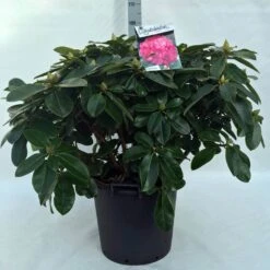 Rhododendron (Rhododendron 'Germania') -Directplant Winkel r. germania c30