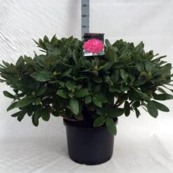 Rhododendron (Rhododendron 'Germania') -Directplant Winkel r. germania c40 1