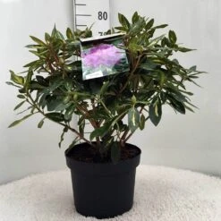 Rhododendron (Rhododendron 'Goldflimmer') -Directplant Winkel r. goldflimmer c10 50 cm 3