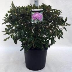 Rhododendron (Rhododendron 'Goldflimmer') -Directplant Winkel r. goldflimmer c30 3