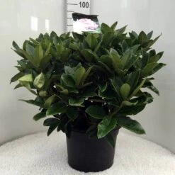 Rhododendron (Rhododendron 'Gomer Waterer') -Directplant Winkel r. gomer waterer c20 1