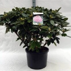 Rhododendron (Rhododendron 'Gomer Waterer') -Directplant Winkel r. gomer waterer c40 1