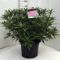 Rhododendron (Rhododendron 'Graziella') -Directplant Winkel r. graziella c20 2