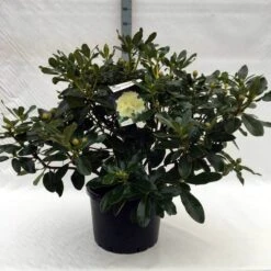 Rhododendron (Rhododendron 'Horizon Monarch') -Directplant Winkel r. horizon monarch c40 1