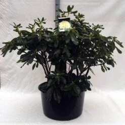 Rhododendron (Rhododendron 'Horizon Monarch') -Directplant Winkel r. horizon monarch c80