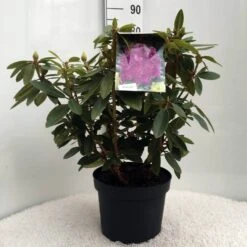 Rhododendron (Rhododendron 'Kokardia') -Directplant Winkel r. kokardia c10 50 cm 1