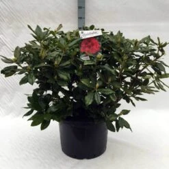 Rhododendron (Rhododendron 'Lord Roberts') -Directplant Winkel r. lord roberts c40 1