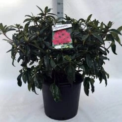Rhododendron (Rhododendron 'Marie Forte') -Directplant Winkel r. marie forte c30 3