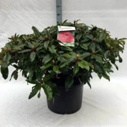Rhododendron (Rhododendron 'Marie Forte') -Directplant Winkel r. marie forte c40 1