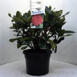 Rhododendron (Rhododendron 'Markeeta's Prize') -Directplant Winkel r. markeeta s prize c20 1