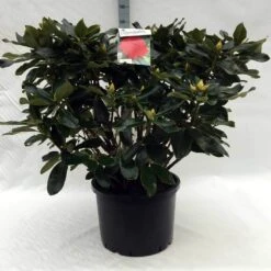 Rhododendron (Rhododendron 'Markeeta's Prize') -Directplant Winkel r. markeeta s prize c40 1