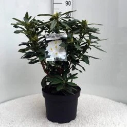 Rhododendron (Rhododendron 'Madame Masson') -Directplant Winkel r. mme masson c10 50 cm 1