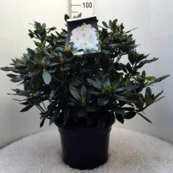 Rhododendron (Rhododendron 'Madame Masson') -Directplant Winkel r. mme masson c20