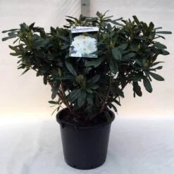 Rhododendron (Rhododendron 'Madame Masson') -Directplant Winkel r. mme masson c30 1