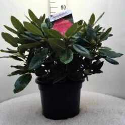 Rhododendron (Rhododendron 'American Beauty') -Directplant Winkel r. p.a. beauty c20