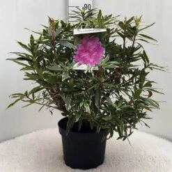 Bosrhododendron (Rhododendron Ponticum 'Variegatum') -Directplant Winkel r. pont. variegatum c10 50 cm 2