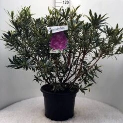 Bosrhododendron (Rhododendron Ponticum 'Variegatum') -Directplant Winkel r. pont. variegatum c20 2