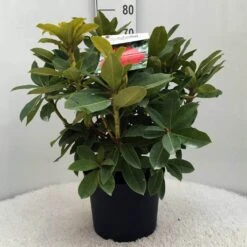 Rhododendron (Rhododendron 'Red Jack') -Directplant Winkel r. red jack c10 50 cm 1
