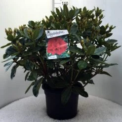 Rhododendron (Rhododendron 'Red Jack') -Directplant Winkel r. red jack c20 1