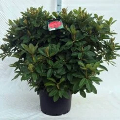 Rhododendron (Rhododendron 'Red Jack') -Directplant Winkel r. red jack c40 1