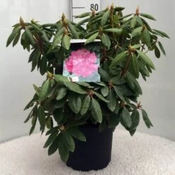 Rhododendron (Rhododendron 'Roseum Elegans') -Directplant Winkel r. roseum elegans c10 50 cm 2