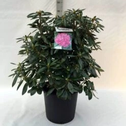 Rhododendron (Rhododendron 'Roseum Elegans') 31 Rhododendron (Rhododendron 'Roseum Elegans') -Directplant Winkel r. roseum elegans c30 1
