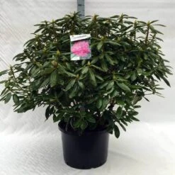 Rhododendron (Rhododendron 'Roseum Elegans') 34 Rhododendron (Rhododendron 'Roseum Elegans') -Directplant Winkel r. roseum elegans c40 1