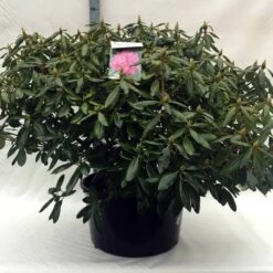 Rhododendron (Rhododendron 'Roseum Elegans') -Directplant Winkel r. roseum elegans c80 2