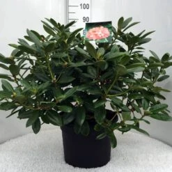 Rhododendron (Rhododendron 'Virginia Richards') -Directplant Winkel r. virg. richards c20