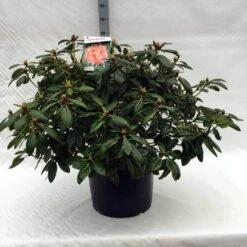 Rhododendron (Rhododendron 'Virginia Richards') 20 Rhododendron (Rhododendron 'Virginia Richards') -Directplant Winkel r. virginia richards c40 2