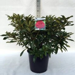 Rhododendron (Rhododendron 'Wilgen's Ruby') -Directplant Winkel r. wilgen s ruby c30 1