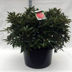 Rhododendron (Rhododendron 'Wilgen's Ruby') -Directplant Winkel r. wilgens ruby c80 1