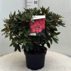 Rhododendron (Rhododendron 'Winsome') -Directplant Winkel r. winsome c10 50 cm 2