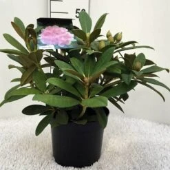 Rhododendron (Rhododendron 'Doc') -Directplant Winkel r. y doc c5 2