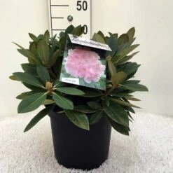 Dwergrhododendron (Rhododendron 'Dreamland') -Directplant Winkel r. y dreamland c5 2