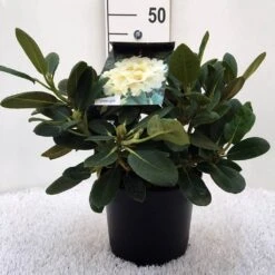 Rhododendron (Rhododendron 'Flava') 7 Rhododendron (Rhododendron 'Flava') -Directplant Winkel r. y flava c5 1