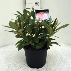 Rhododendron (Rhododendron 'Percy Wiseman') -Directplant Winkel r. y percy wiseman c5 3
