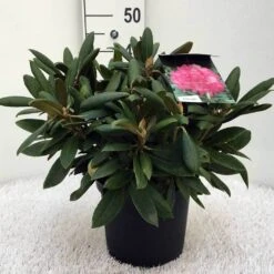 Dwergrhododendron (Rhododendron 'Polaris') -Directplant Winkel r. y polaris c5 2
