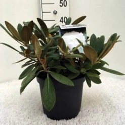 Dwergrhododendron (Rhododendron 'Porzellan') -Directplant Winkel r. y porzelan c5 3