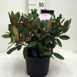 Dwergrhododendron (Rhododendron 'Silberwolke') 7 Dwergrhododendron (Rhododendron 'Silberwolke') -Directplant Winkel r. y silberwolke c5 1