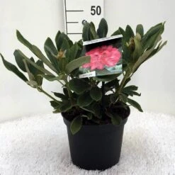 Rhododendron (Rhododendron 'Sneezy') -Directplant Winkel r. y sneezy c5 2