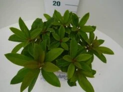 Rhododendron (Rhododendron 'Red Jack') -Directplant Winkel red jack c2 boven 1