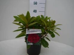 Rhododendron (Rhododendron 'Red Jack') -Directplant Winkel red jack c2 voor 1