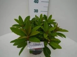 Rhododendron (Rhododendron 'Red Jack') -Directplant Winkel red jack c2 zij