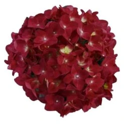 Hortensia Red Reggae (Hydrangea 'Music Collection') 7 Hortensia Red Reggae (Hydrangea 'Music Collection') -Directplant Winkel red reggae 2 2