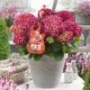 Hortensia Red Reggae (Hydrangea 'Music Collection') -Directplant Winkel red reggea 2 1
