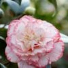 Camelia (Camellia Japonica 'Margaret Davis') -Directplant Winkel rera03446 1
